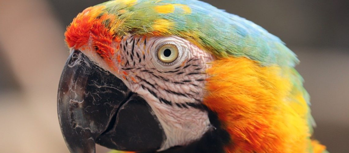 bird, parrot, multicoloured-6955201.jpg